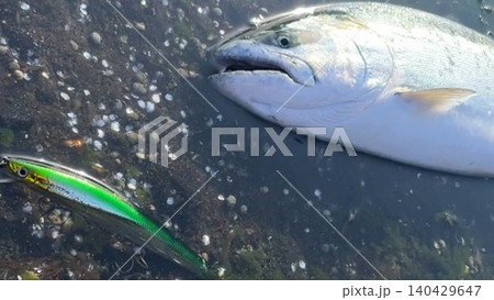 北海道で釣れたサクラマスの釣果写真 北海道で釣れたサクラマスの釣果写真 140429647