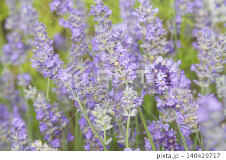 Soft Blooming Purple Lavender Stalks Soft Blooming Purple Lavender Stalks 140429717