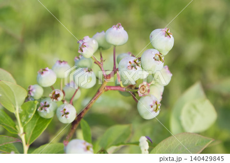 Unripe Green Blueberries on Bush Unripe Green Blueberries on Bush 140429845