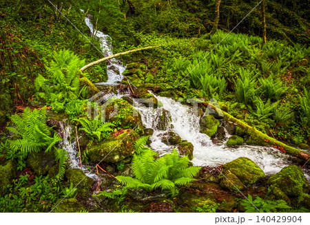 Lush ferns frame a clear, flowing stream Lush ferns frame a clear, flowing stream 140429904
