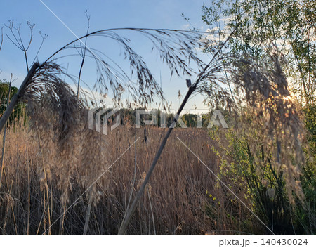 Close-up of dry reeds against the blue sky and evening sun. Aesthetic summer landscape in warm colors 140430024