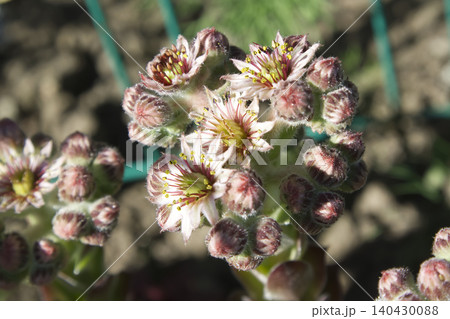 Sempervivum Houseleek Succulent Flowers Blooming 140430088