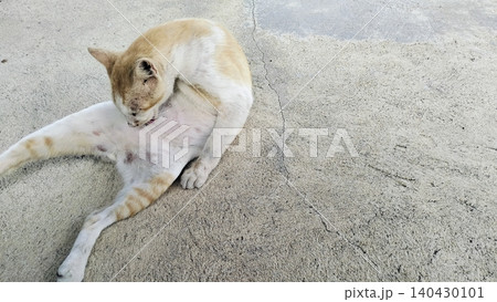 Cute orange and white domestic stray cat is relaxing outdoors on a sunny day. Cute orange and white domestic stray cat is relaxing outdoors on a sunny day. 140430101