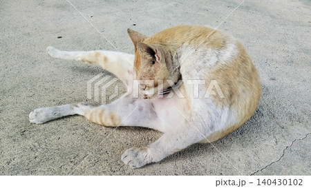 Cute orange and white domestic stray cat is relaxing outdoors on a sunny day. Cute orange and white domestic stray cat is relaxing outdoors on a sunny day. 140430102