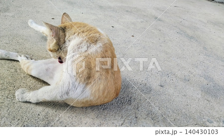 Cute orange and white domestic stray cat is relaxing outdoors on a sunny day. Cute orange and white domestic stray cat is relaxing outdoors on a sunny day. 140430103