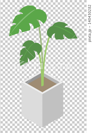 Isometric illustration: Houseplant (Monstera) Isometric illustration: Houseplant (Monstera) 140430282
