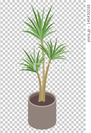 等距插圖:室內植物(絲蘭) 等距插圖:室內植物(絲蘭) 140430288