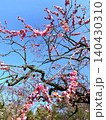 ウメ（梅の花）紅梅 140430310
