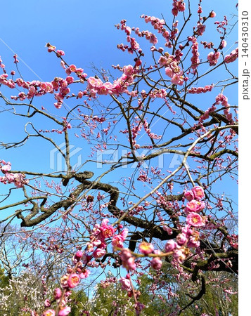 ウメ（梅の花）紅梅 140430310