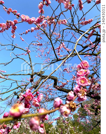 ウメ（梅の花）紅梅 140430311