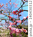 ウメ（梅の花）紅梅 140430312