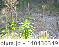 雑草が生い茂る空地 140430349