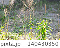雑草が生い茂る空地 140430350