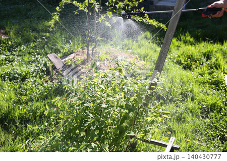 Close-up of spraying a bush , fine droplets evenly cover the leaves, providing protective plant treatment Close-up of spraying a bush , fine droplets evenly cover the leaves, providing protective plant treatment 140430777