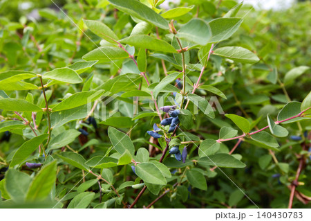 Haskap honeysuckle bush with clusters of ripe blue berries among dense green foliage, growing in a garden Haskap honeysuckle bush with clusters of ripe blue berries among dense green foliage, growing in a garden 140430783
