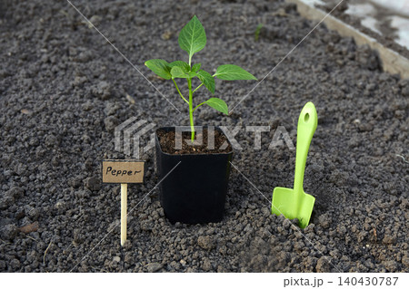 A young pepper plant is planted in a black pot with dark soil. A young pepper plant is planted in a black pot with dark soil. 140430787