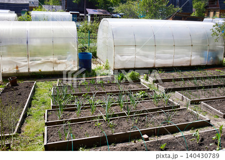 Organic vegetable garden: beds with onions, carrots, garlic Organic vegetable garden: beds with onions, carrots, garlic 140430789