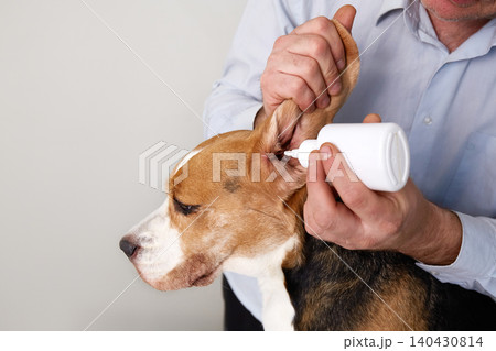 A veterinarian carefully applies ear drops to a beagle A veterinarian carefully applies ear drops to a beagle 140430814