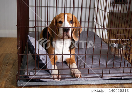 A beagle lies comfortably inside a crate on a padded bed, calmly looking forward while resting in a cozy indoor environment A beagle lies comfortably inside a crate on a padded bed, calmly looking forward while resting in a cozy indoor environment 140430818
