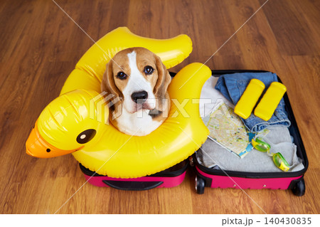 Beagle dog sitting inside an open suitcase with yellow inflatable pool ring, travel items and clothes 140430835
