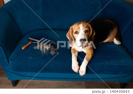 Beagle lying on blue sofa with visible shed fur and grooming tool nearby.  140430843