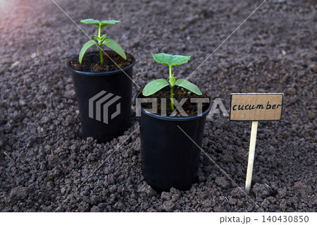 Young cucumber seedlings growing in black plastic pots placed on garden soil Young cucumber seedlings growing in black plastic pots placed on garden soil 140430850