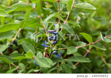 Close-up of ripe blue honeysuckle berries (haskap) growing on a leafy branch in a garden Close-up of ripe blue honeysuckle berries (haskap) growing on a leafy branch in a garden 140430852