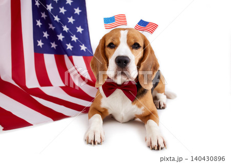 Beagle dog wearing red bow tie and patriotic accessories lying near American flag Beagle dog wearing red bow tie and patriotic accessories lying near American flag 140430896