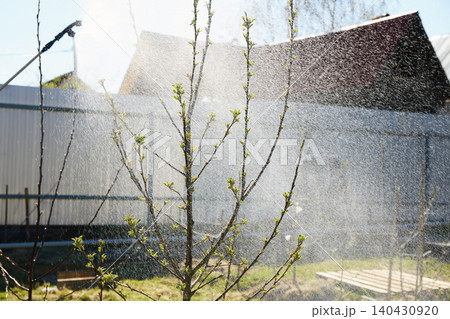 Spraying plants in the garden on a sunny spring day. Careful care of young trees and shrubs Spraying plants in the garden on a sunny spring day. Careful care of young trees and shrubs 140430920