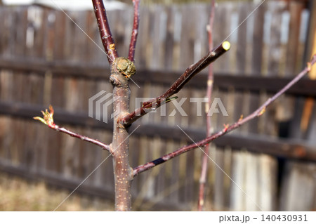 The process of grafting a fruit tree with cuttings into a split tree branch The process of grafting a fruit tree with cuttings into a split tree branch 140430931