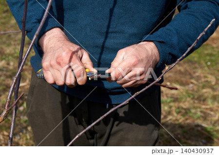 A male gardener makes an incision in a tree branch with a knife to further graft the tree stalk. 140430937