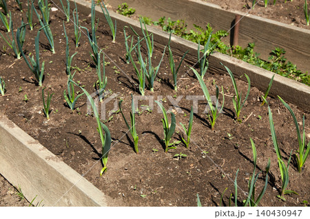 A bed of young garlic shoots. Organic vegetable garden. A bed of young garlic shoots. Organic vegetable garden. 140430947