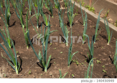 A bed of young garlic shoots. Organic vegetable garden. A bed of young garlic shoots. Organic vegetable garden. 140430949