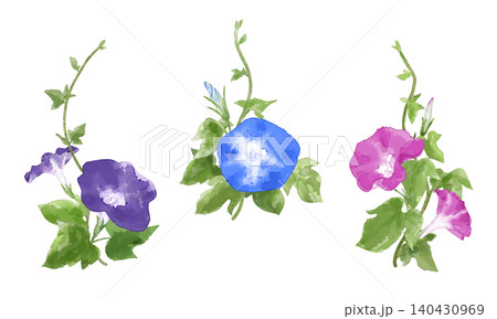 夏を彩るアサガオの花 透明感のある手描き水彩タッチのイラストセット 夏を彩るアサガオの花 透明感のある手描き水彩タッチのイラストセット 140430969