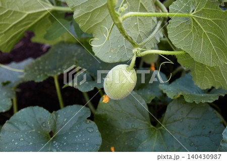 A small melon is growing on a vine in a garden. The green leaves surround the melon, and the soil shows water droplets. A small melon is growing on a vine in a garden. The green leaves surround the melon, and the soil shows water droplets. 140430987