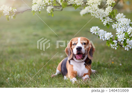 A beagle dog lies on grass under a tree covered with white flowers.. A beagle dog lies on grass under a tree covered with white flowers.. 140431009