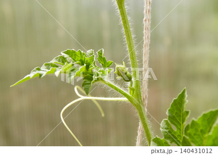 Watermelon sprout on a vine in a greenhouse Watermelon sprout on a vine in a greenhouse 140431012