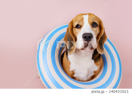 Cute beagle dog in a swimming ring on a pink background. Cute beagle dog in a swimming ring on a pink background. 140431021