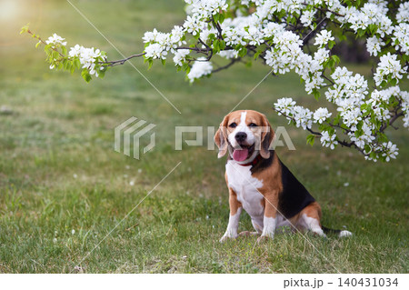 A beagle dog in the park near a blooming apple tree. A beagle dog in the park near a blooming apple tree. 140431034