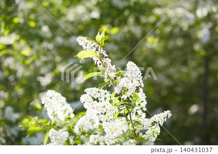 White bird cherry flowers on a sunny spring day 140431037