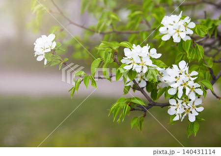 A branch of a blooming apple tree on a sunny spring day. A branch of a blooming apple tree on a sunny spring day. 140431114