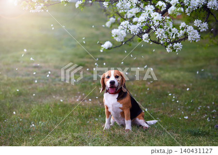 A beagle dog in the park near a blooming apple tree. A beagle dog in the park near a blooming apple tree. 140431127
