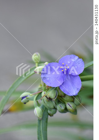 ムラサキツユクサの花 ムラサキツユクサの花 140431130