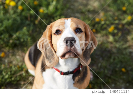 The beagle dog is lying on the green grass in a summer meadow. 140431134