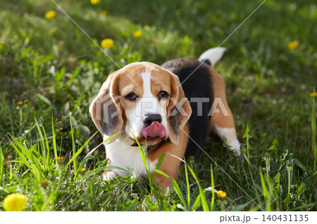 The beagle dog is lying on the green grass in a summer meadow. 140431135