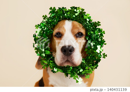 A funny beagle wearing a shamrock wreath for the Irish holiday of St. Patrick's Day A funny beagle wearing a shamrock wreath for the Irish holiday of St. Patrick's Day 140431139