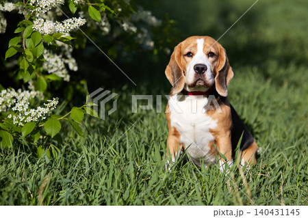 A cute beagle dog is sitting in the green grass by a flowering cherry bush A cute beagle dog is sitting in the green grass by a flowering cherry bush 140431145