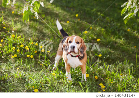The beagle dog on the green grass in a summer meadow. 140431147