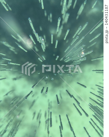 Bubbles rise in a clear underwater landscape. Frozen methane bubbles in transparent ice. 140431187