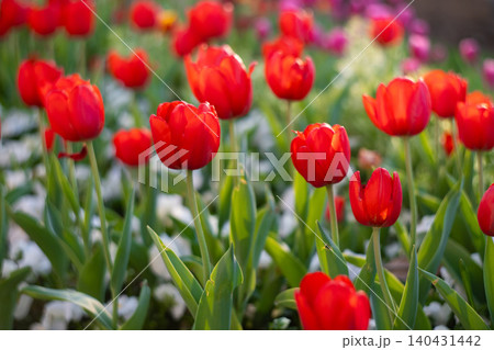 Red Tulips Close-Up in Soft Light. Spring Floral Background. Red Tulips Close-Up in Soft Light. Spring Floral Background. 140431442